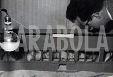 Foto Vintage Animali Domestici Pulcini in allevamento stampa 12x20 cm