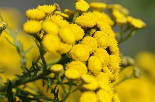 Pianta elicriso helichrysum - pianta,