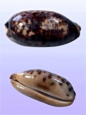 Cypraea testudinaria, Penang, Malaysia, 93,6 mm, GREAT QUALITY, PURPLE TONES