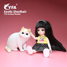 JJM Esotico Pelo Corto Gattino