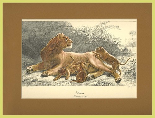 Leone panthera leo felidi - panthera,