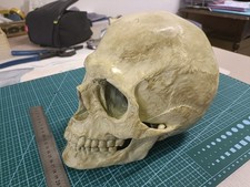 Teschio Umano a Grandezza
