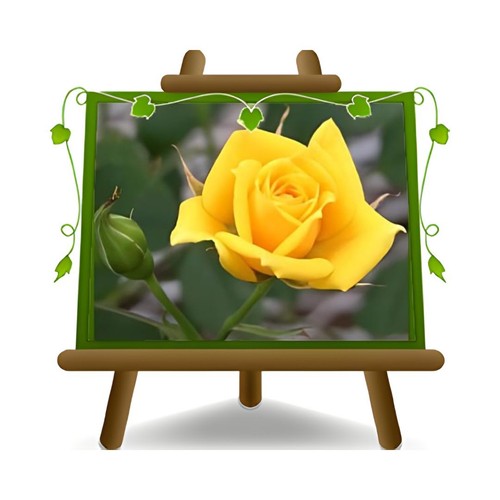 Rosa rampicante fiore grande - rampicante,
