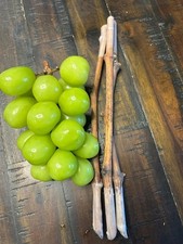 Shine Moscato Uva Senza Semi - 3 talee fresche, senza radici, radicamento o innesto