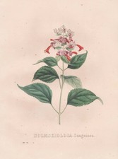 Holmskioldia Sanguinea Cina Litografia Botanica Van Geel Sertum Botanicum 1829