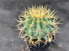 FEROCACTUS GLAUCESCENS CACTUS