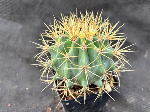 Ferocactus glaucescens cactus - ferocactus,