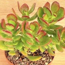 Crassula ovata mini - cv., 'mini'
