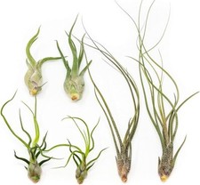 Wild Ones Tillandsia Air