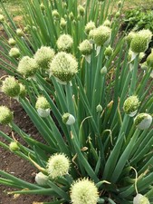 Cipolla siepe invernale allium - invernale,
