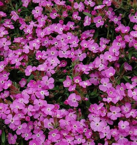 Sapone imbottito saponaria - imbottito,