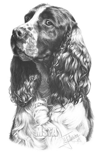 Springer spaniel large superb - spaniel,