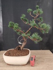bonsai di pino pentaphilla h