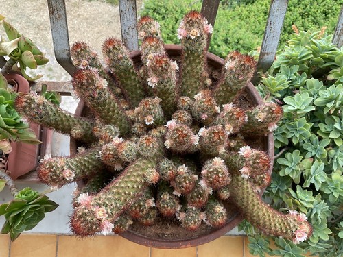 Cactus mammillaria elongata - mammillaria,