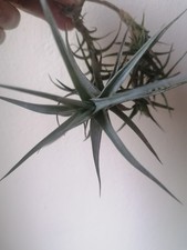 Tillandsia Aeranthos