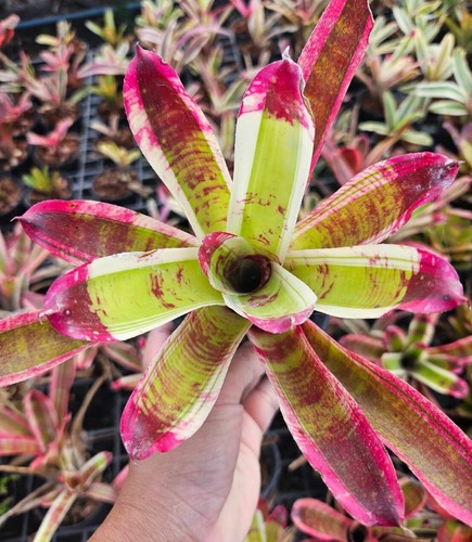Bromelia neoregelia maggio - bromelia,