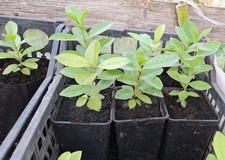 Psidium Robustum - Araça Açu - Araça Gigante Pianta Plant 