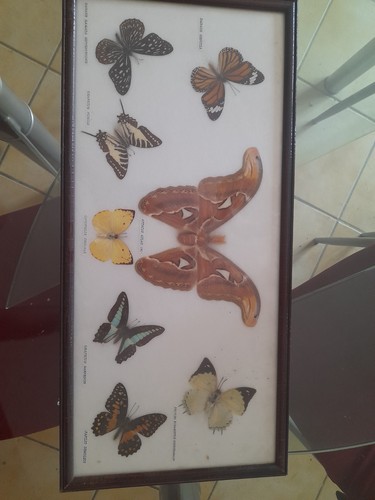 Farfalle rare collezione - farfalle, da