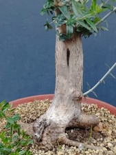 Bonsai olivastro 40x20cm - bonsai, in