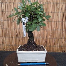 Bonsai di Quercia Roverella h 36cm Visita il mio negozio!