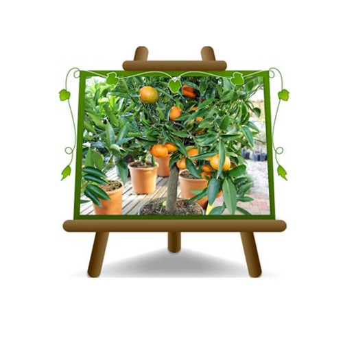 Agrumi clementine citrus - agrumi,