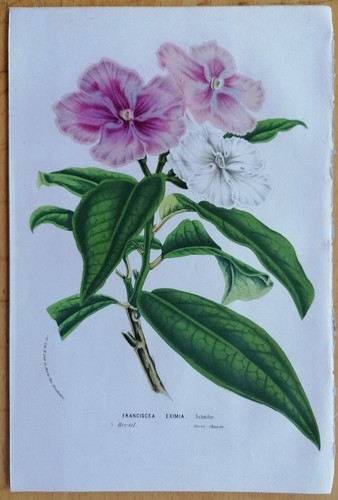 Van houtte flore serres - de,