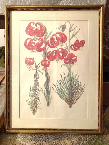 Quadri botanica anni 70 - 2, 70’