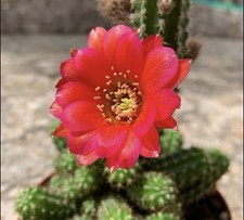 chamaeolobivia Chamacereus Chamaecereus -         1 Pollone Radicato