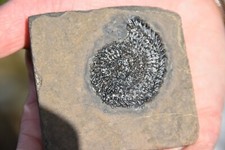 Ammonite Trachyceras sinensis norien, tuvalien trias  Xiova, formation Guizhou
