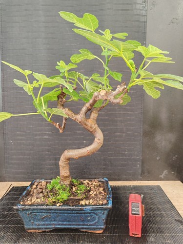 Bonsai fico 42 cm visita - 42,