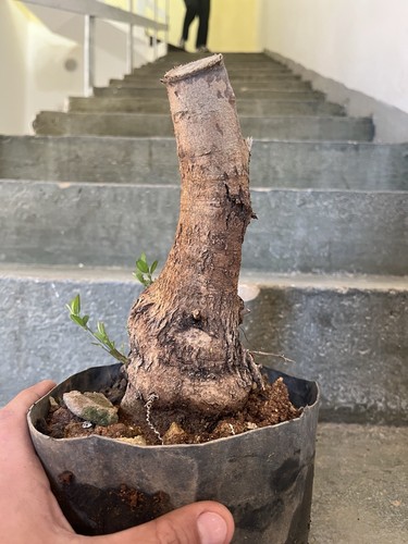 Bonsai olivastro pianta - bonsai,