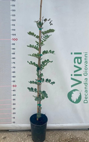 Pianta carrubo ceratonia - di,