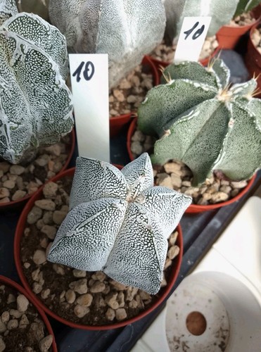 Astrophytum onzuka v - astrophytum,