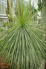 Yucca elata giglio di palma
