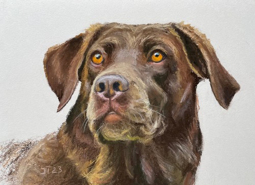 Labrador marrone originale - labrador,
