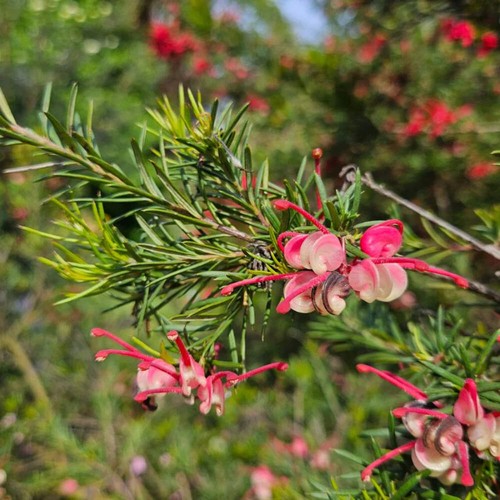 Grevillea rosmarinifolia - ,