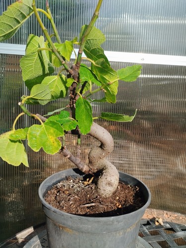 Bonsai fico higuera - di, fico,