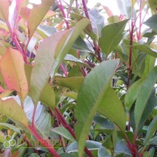 Nespolo lucido photinia - nespolo,