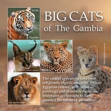 Gambia 2020 - Tiger Big Cats
