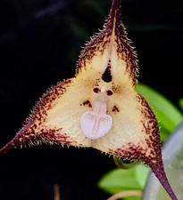Dracula Specie ´ White Hairy