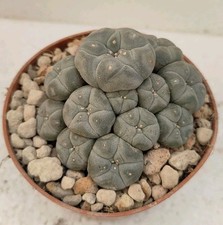 L. will caespitosa Pøt 10 cm