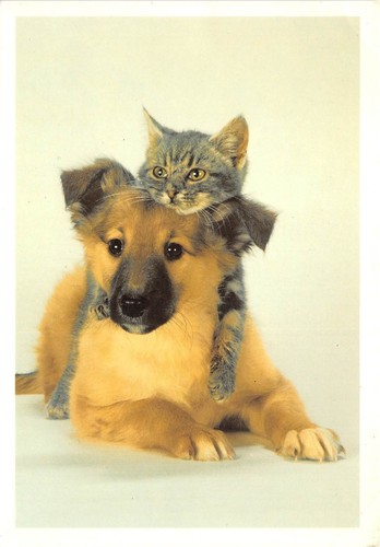 B8983 dogs chiens chat - b8983,