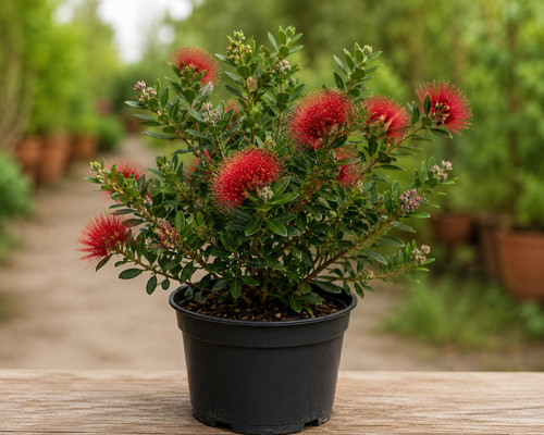 Metrosideros thomasii vaso - thomasii, (in