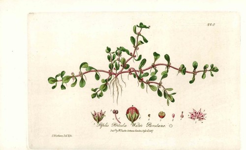 Stampa botanica baxter 1837 - baxter,