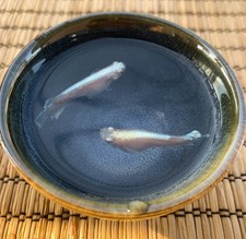 Medaka Koyuko Wide Fin - 5