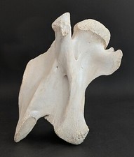 Vertebre cervicali di giraffa con Cites Giraffa camelopardalis vero osso cervicale #35