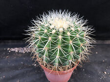 ECHINOCACTUS GRUSONII V. ALBISPINUS CACTUS PIANTE GRASSE AGAVE SUCCULENTE 3291