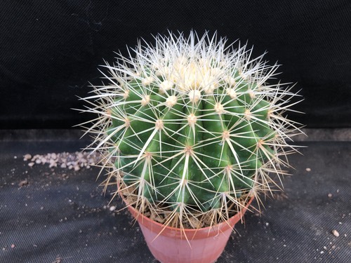 Echinocactus grusonii - echinocactus,
