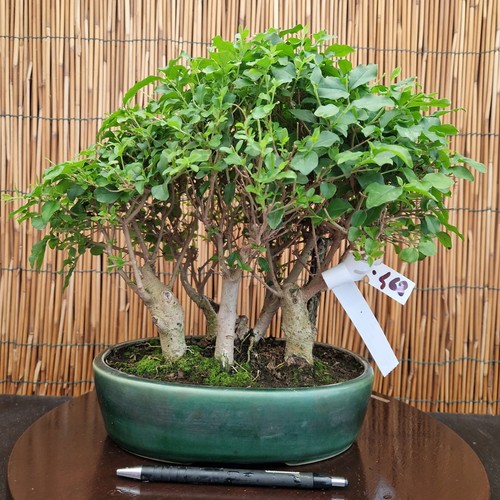 Bonsai bosco ligustrum h - bonsai, di