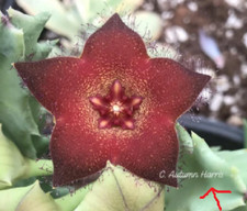 Talea senza radice Orbea Melanantha Fiore in foto da WEB, Pianta Grassa rara